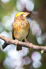 The Asian golden weaver (Ploceus hypoxanthus)