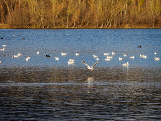 oiseaux dans la Base de Loisirs de Verneuil sur Seine dans les Yvelines en France