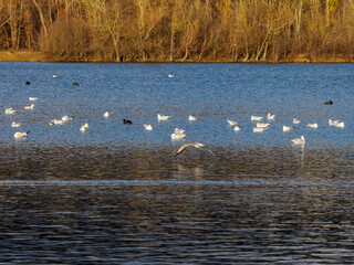 oiseaux dans la Base de Loisirs de Verneuil sur Seine dans les Yvelines en France