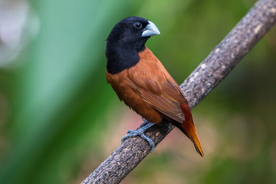 The chestnut munia or black-headed munia (Lonchura atricapilla)
