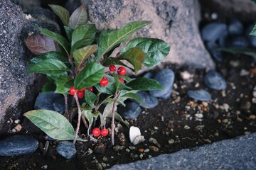 岩影に生えるヤブコウジ