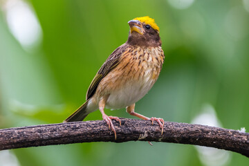 The Asian golden weaver (Ploceus hypoxanthus)