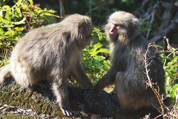 見つめ合う猿