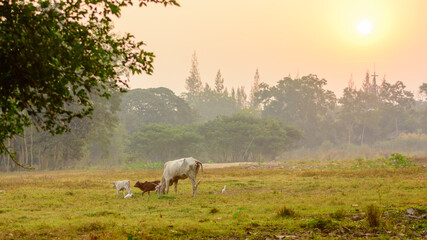Cows grazing in misty field of early morning sunlight.