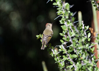 Ruby-crowned Kinglet (Regulus calendula) Perched, Showing His Colors