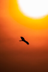 silhouette of a seagull flying
