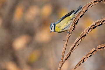 Fototapeta premium The Eurasian blue tit (Cyanistes caeruleus).