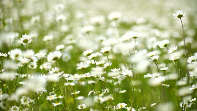 A field of white daisies in the wind sways close-up slow motion. Slow motion. Concept: nature, flowers, spring, biology, fauna, environment, ecosystem