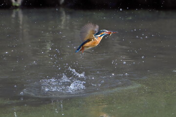 小さな命の営み