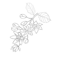 Line Art Avocado Blossom Branch. Vector Illustration on white Background.