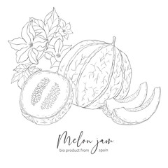 Line Art Melon Label. Elements of Fruits and Flowers. Vector Illustration on white Background.
