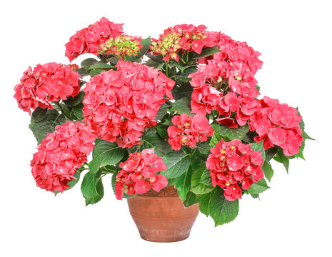 Pink flowering hydrangea in a clay pot, transparent background