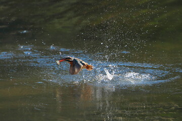 Fototapeta premium 翡翠の激写