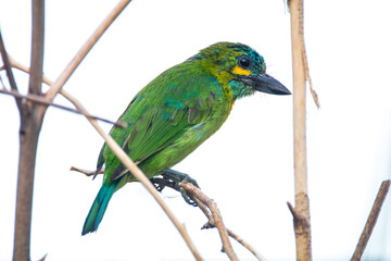 The yellow-eared barbet (Psilopogon australis)