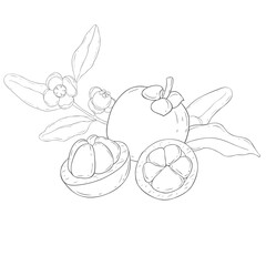 Line Art Mangosteen. Elements of Fruits and Flowers. Vector Illustration on white Background.