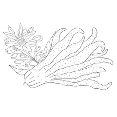 Line Art Budda's Hand Fruit. Elements of Fruits and Flowers. Vector Illustration on white Background.