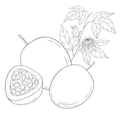 Line Art Maracuja. Elements of Fruits and Flowers. Vector Illustration on white Background.
