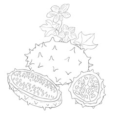 Line Art Kiwano. Elements of Fruits and Flowers. Vector Illustration on white Background.