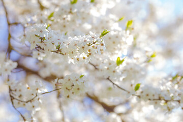 Obraz na płótnie Canvas Blossoming apple tree against the blue sky. Selective focus. Spring. Background for a postcard