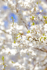 Blossoming apple tree against the blue sky. Selective focus. Spring. Background for a postcard