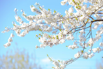 Blossoming apple tree against the blue sky. Selective focus. Spring. Background for a postcard