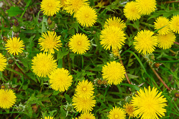 Obraz premium Yellow flowers of dandelions in green backgrounds. Spring and summer background.