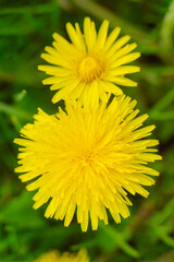 Yellow flowers of dandelions in green backgrounds. Spring and summer background
