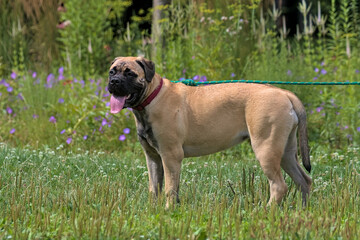 A cute bullmastiff walks on the green grass in a summer park. Pets. Krakow, Poland.