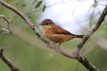 bird