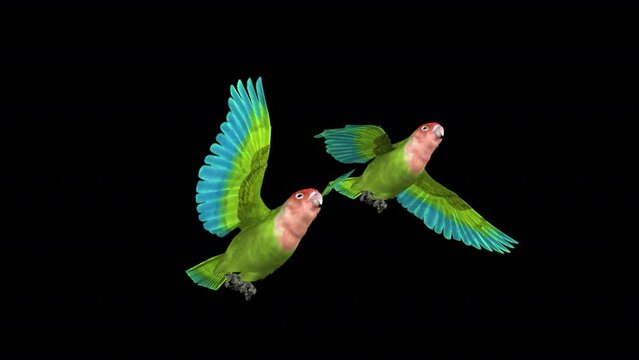 Lovebirds Couple - Two Rose Faced Green Tropical Birds - Flying Loop at Side Angle View Closeup - 3D Animation with Alpha Channel