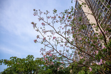 Tabebuia rosea trees or Pink trumpet trees are in bloom Ho Chi Minh city, Vietnam. Selective focus.