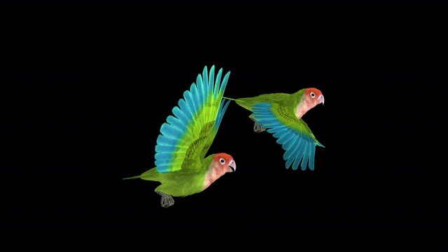 Lovebirds Couple - Two Rose Faced Green Tropical Birds - Flying Loop at Side View Closeup - 3D Animation with Alpha Channel