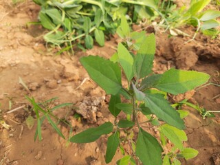 Chenopodium album plants. It  is a fast growing weedy annual plant in the genus Chenopodium. It's other names  lamb's quarters, melde, goosefoot, wild spinach and fat-hen. It is a popular greens.
