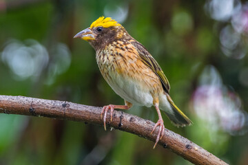 The Asian golden weaver (Ploceus hypoxanthus)