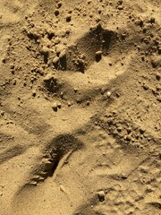 sand texture