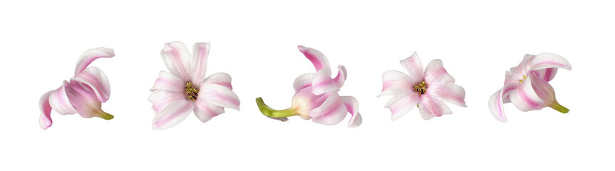 Set of pink and white small hyacinth flowers isolated on white or transparent background
