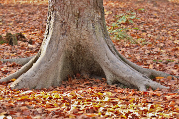 Scheuerstelle von Schwarzwild an einem Baum 
