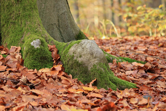 Scheuerstelle von Schwarzwild an einem Baum 