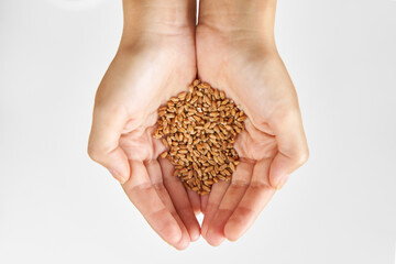 Person hold microgreen seeds wheat in palms against white background