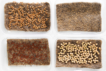 Microgreen seeds sorted in plastic boxes. Home eco greenery