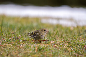 a common siskin female, carduelis spinus, on the green lawn at a spring morning