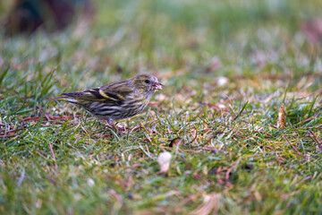 a common siskin female, carduelis spinus, on the green lawn at a spring morning