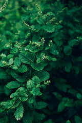 Mint or spearmint green plant growing in the garden outdoor.