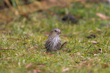 a common siskin female, carduelis spinus, on the green lawn at a spring morning