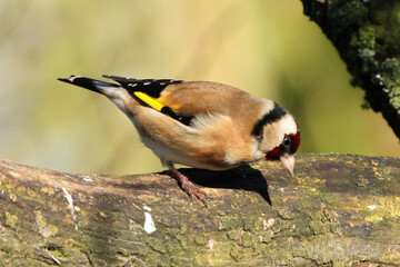 Fototapeta premium Chardonneret élégant (Carduelis carduelis)