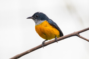 The orange-bellied flowerpecker (Dicaeum trigonostigma)