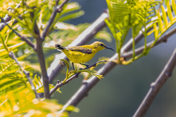 The olive-backed sunbird (Cinnyris jugularis)