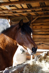 horse portraits looking at camera and eating