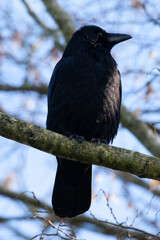 Corneille noire (Corvus corone)