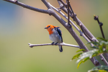 The scarlet-headed flowerpecker (Dicaeum trochileum)